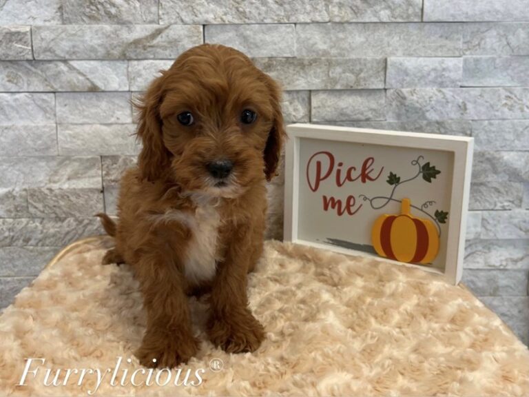 Lucky - Cavapoo