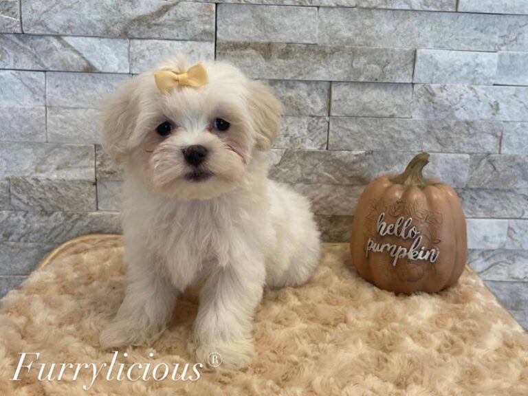 Daisy - Maltipoo