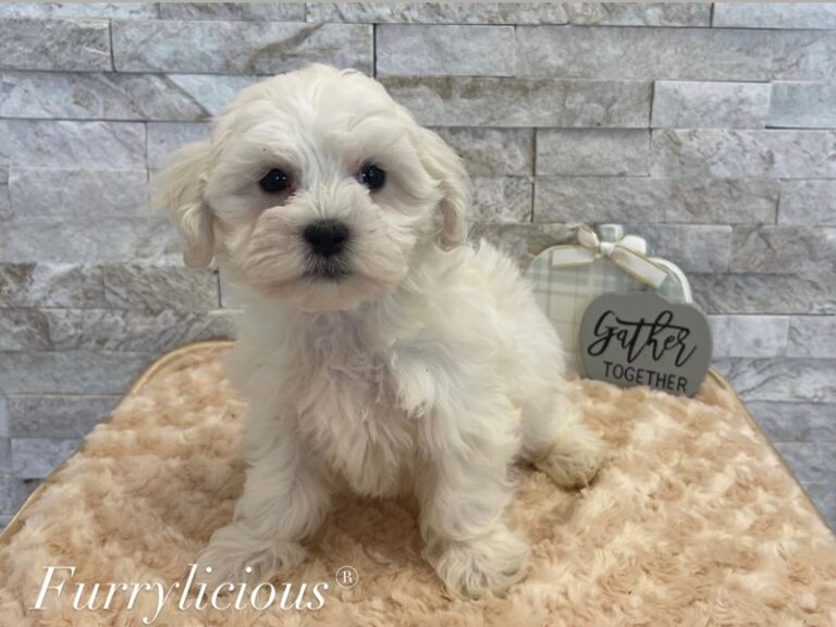 Prince - Maltipoo