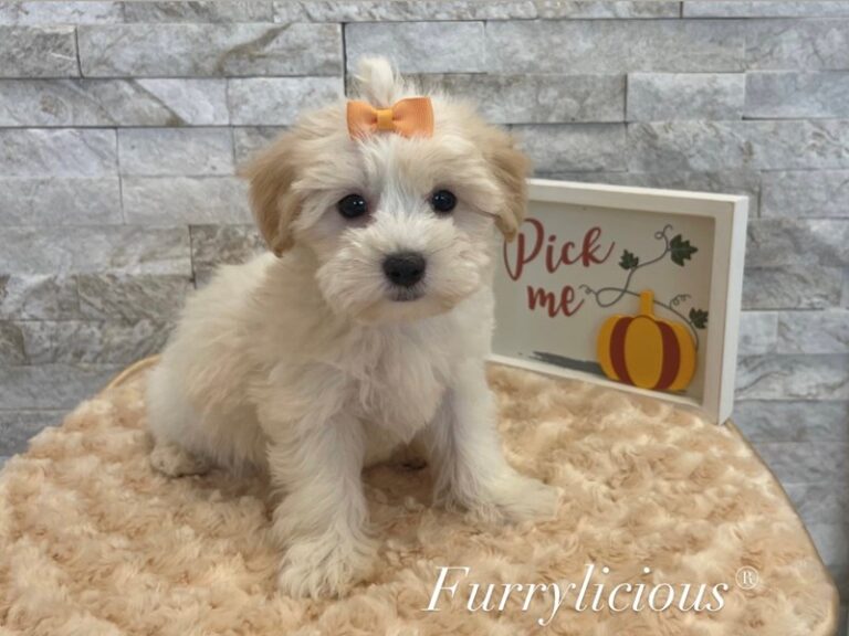 Baby - Maltipoo