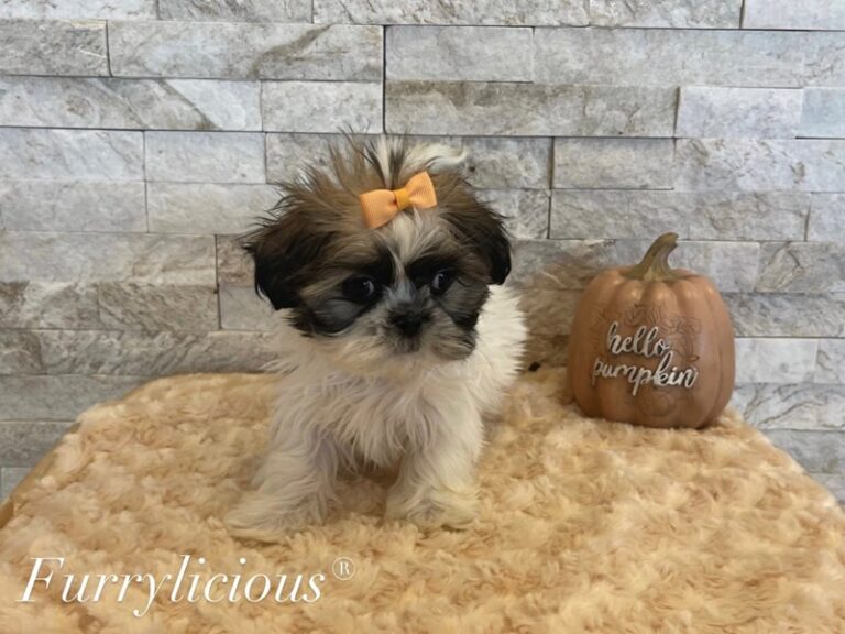 Gigi - Shih Tzu