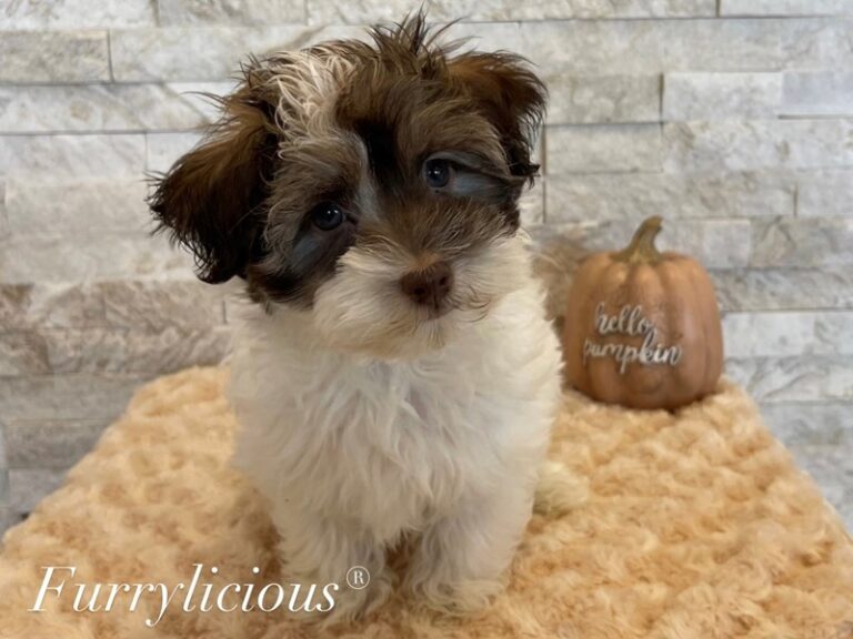 Sherlock - Havanese