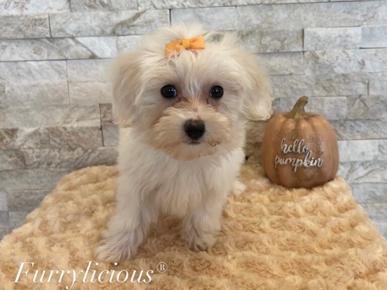 Maltipoo - Maltipoo