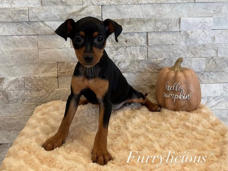 Izzy - Mini Pinscher