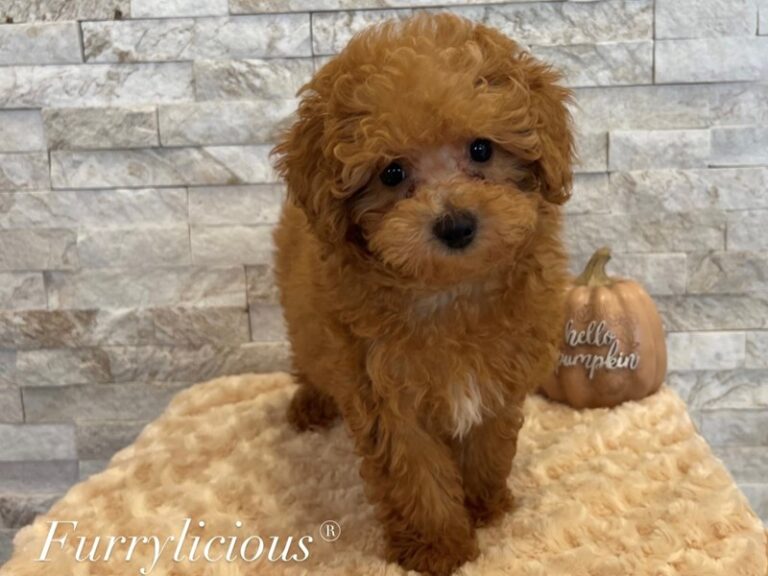 Pongo - Poodle Toy
