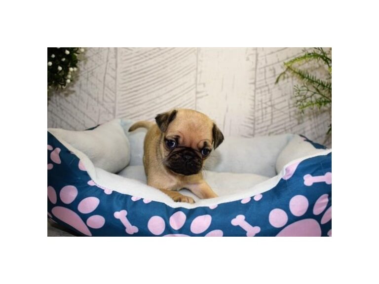 Julia - Pug