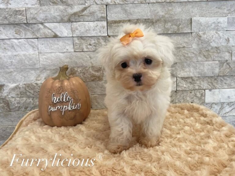 Elsa - Maltipoo
