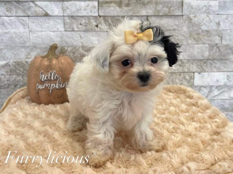 Tinkerbell - Maltipoo