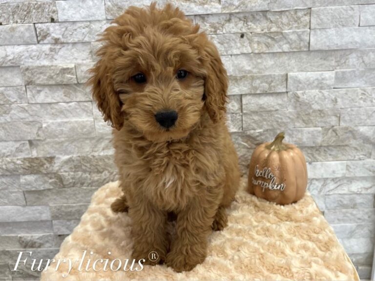 Jasper - Goldendoodle Mini F1b