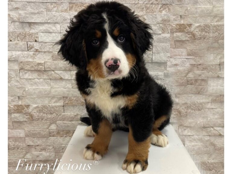 Wanda - Bernese Mountain Dog