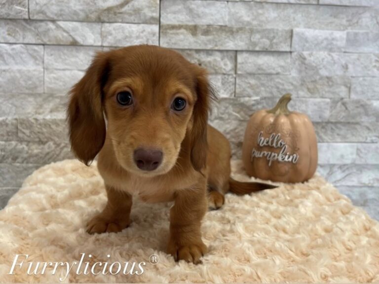 Duchess - Dachshund