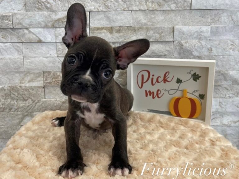 Bruno - Frenchton