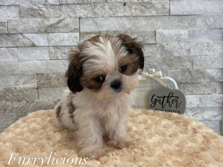 Rex - Shih Tzu
