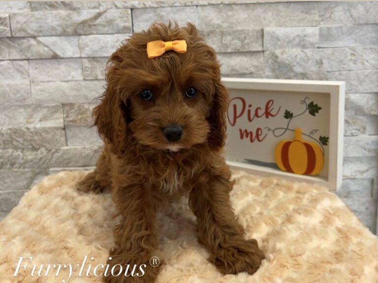 Flora - Cavapoo