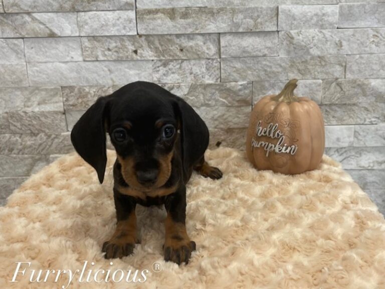 Dumpling - Dachshund