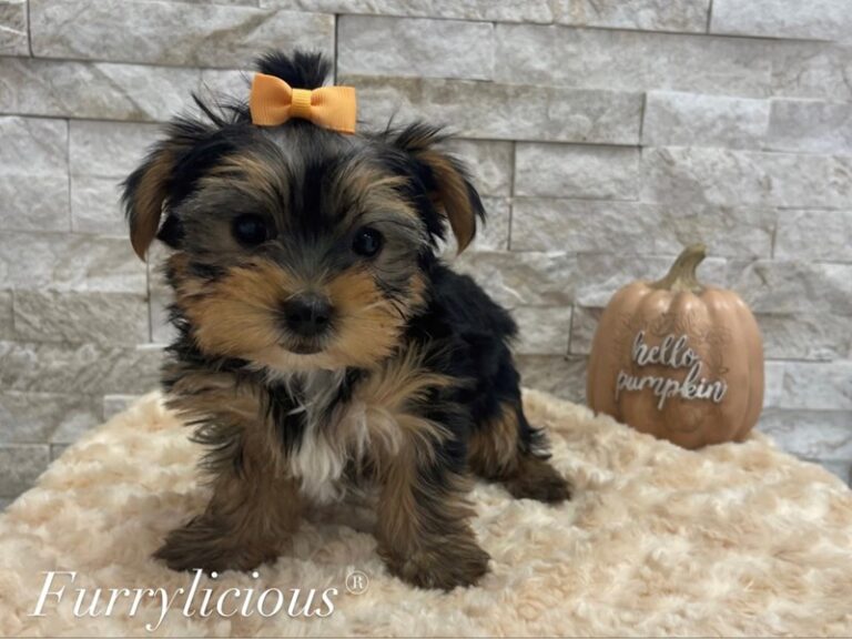 Alexa - Yorkshire Terrier