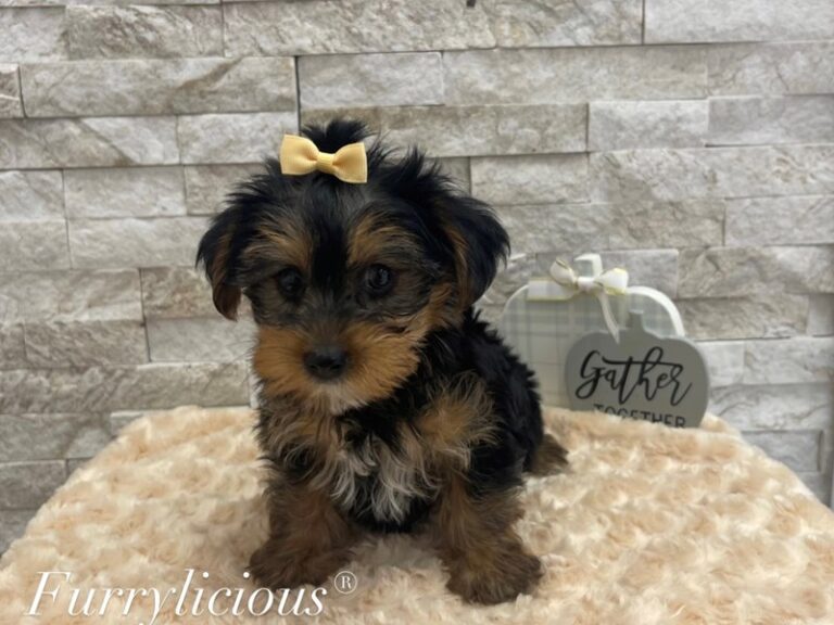 Melanie - Yorkshire Terrier