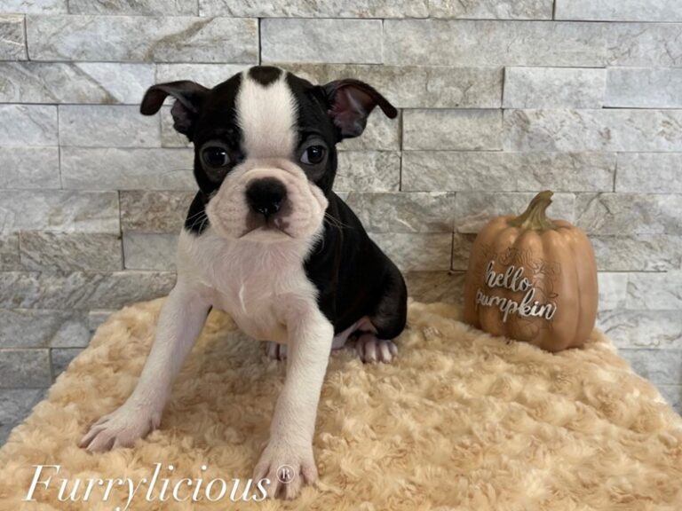 Lola - Boston Terrier