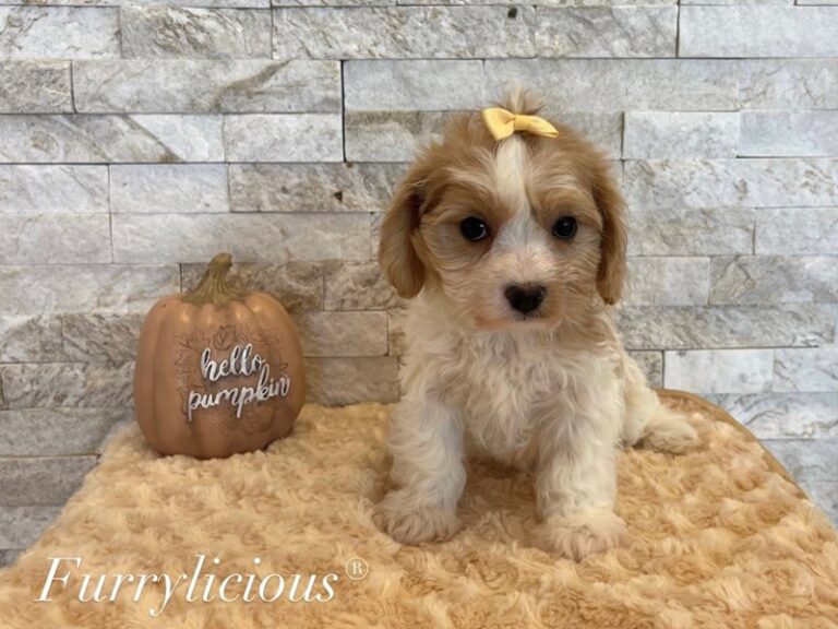 Hailey - Cavachon