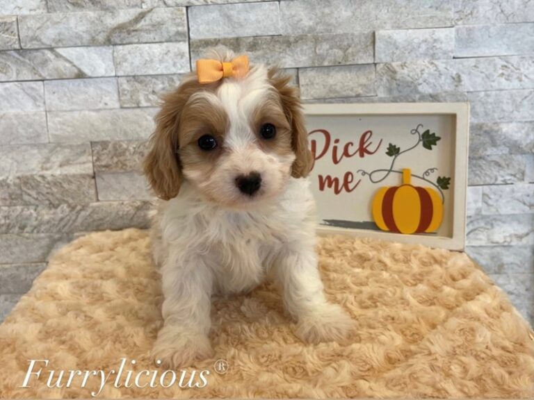 Penny - Cavachon