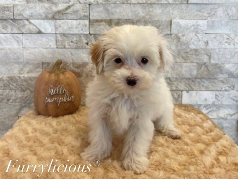 Winston - Maltipoo