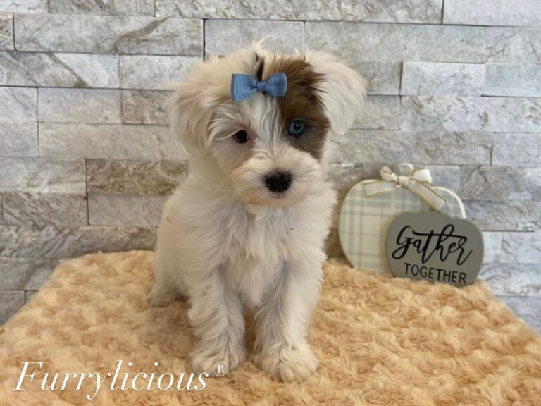 Maltipoo - Maltipoo