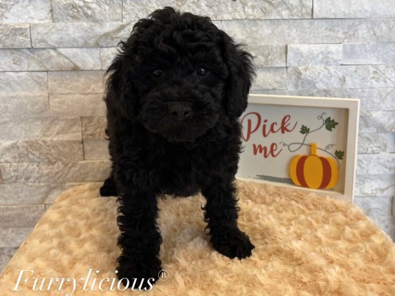 Thor - Poodle Mini