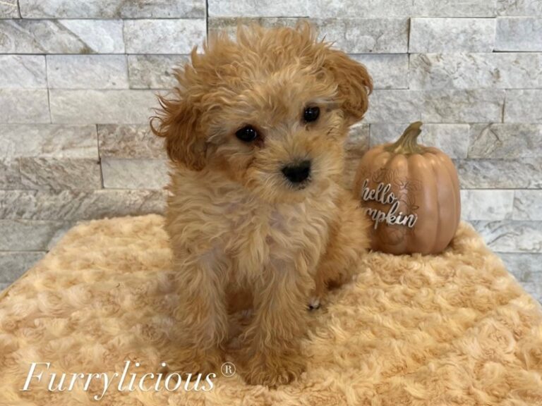 Carter - Cavapoo