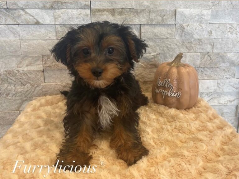 Oscar - Yorkipoo