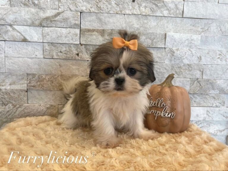 Bea - Shih Tzu