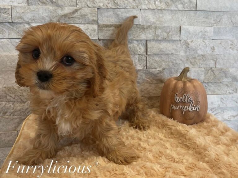 Martin - Cavapoo