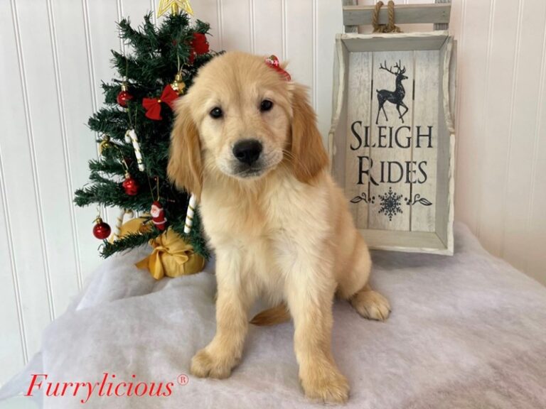 Clarice - Golden Retriever