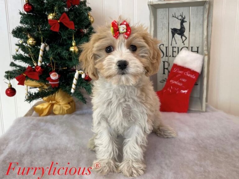 Twinkle - Cavapoo
