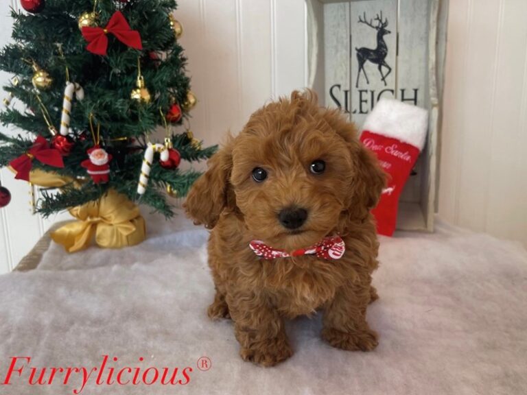 Buzz - Poodle Mini
