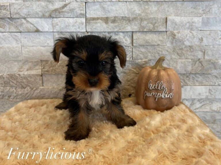 Ashton - Yorkshire Terrier
