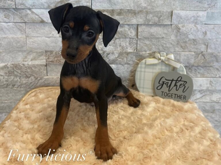 Duke - Mini Pinscher
