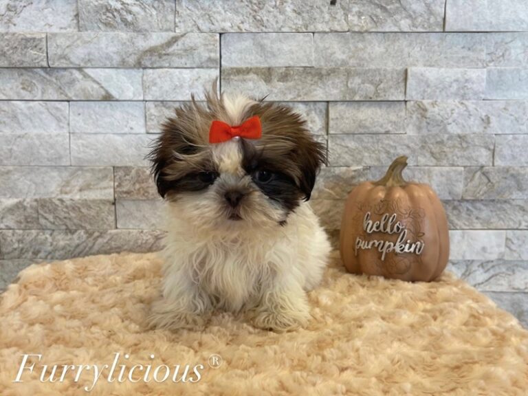 Fern - Shih Tzu