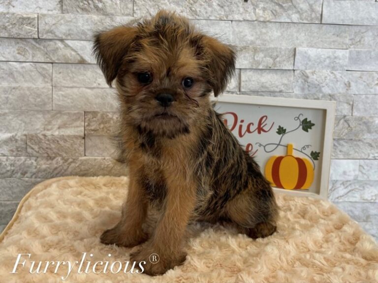 Chewy - Brussels Griffon