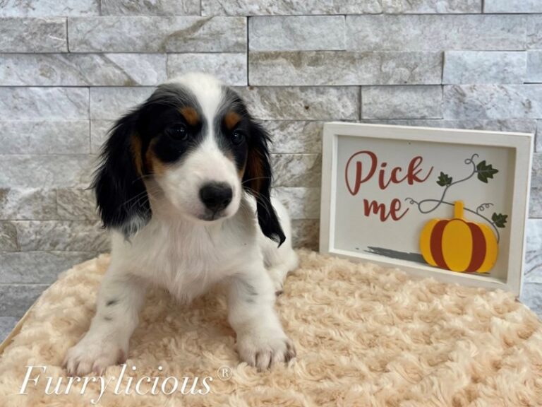 Huey - Dachshund