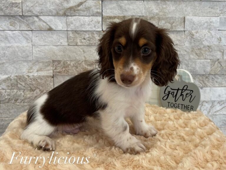 Petey - Dachshund