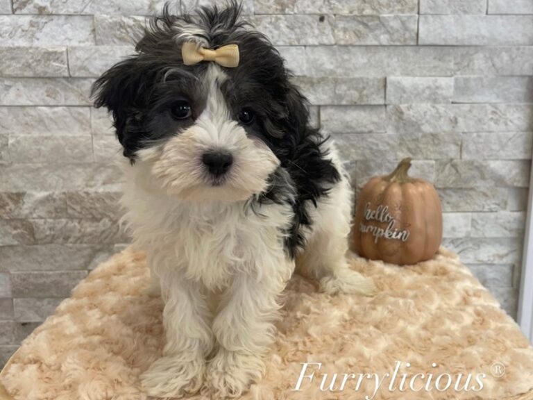 Wendy - Maltipoo