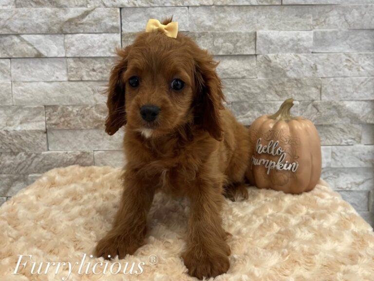 Portia - Cavapoo