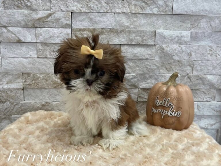 Allie - Shih Tzu