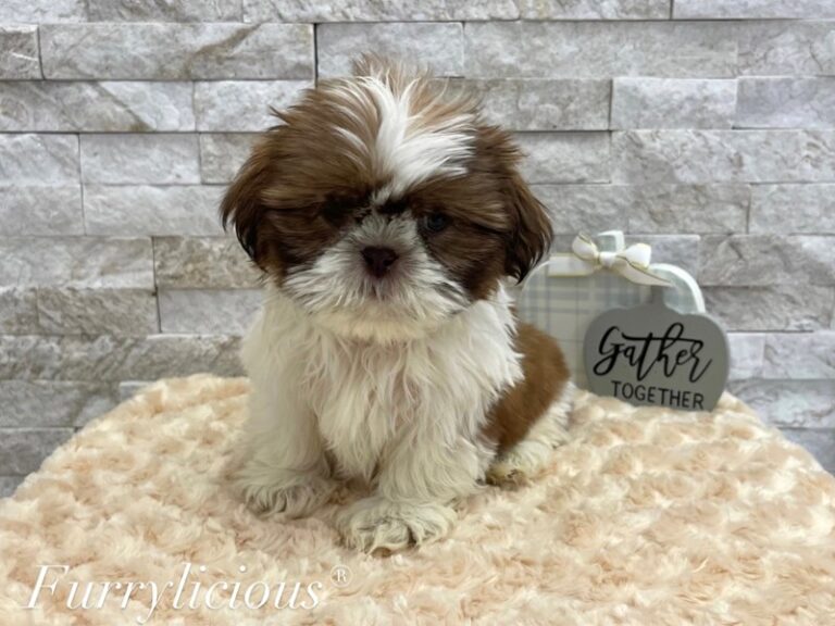 Marco - Shih Tzu