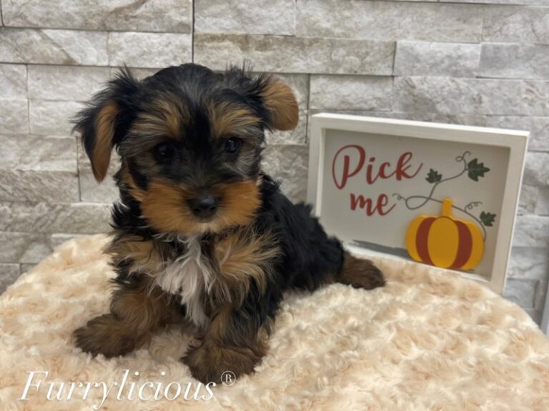 Bolt - Yorkshire Terrier