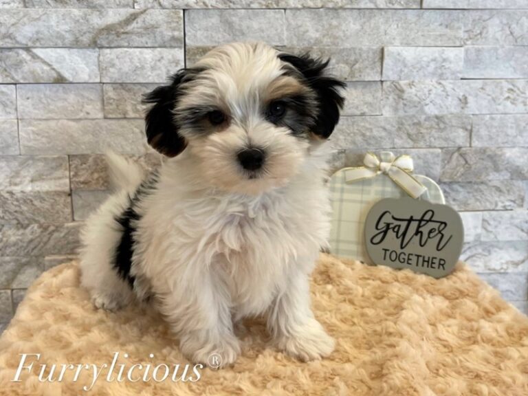 Dylan - Morkie