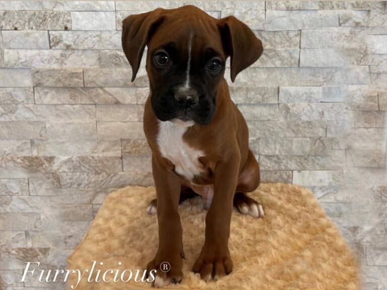Boxer - Boxer