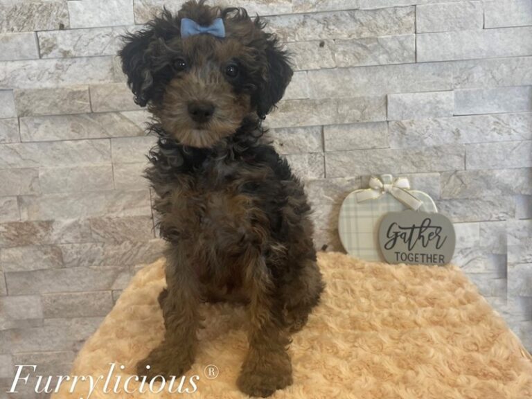 Dahlia - Goldendoodle Mini F1b