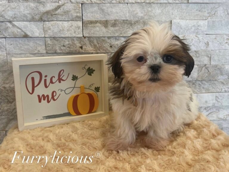Lennon - Shih Tzu