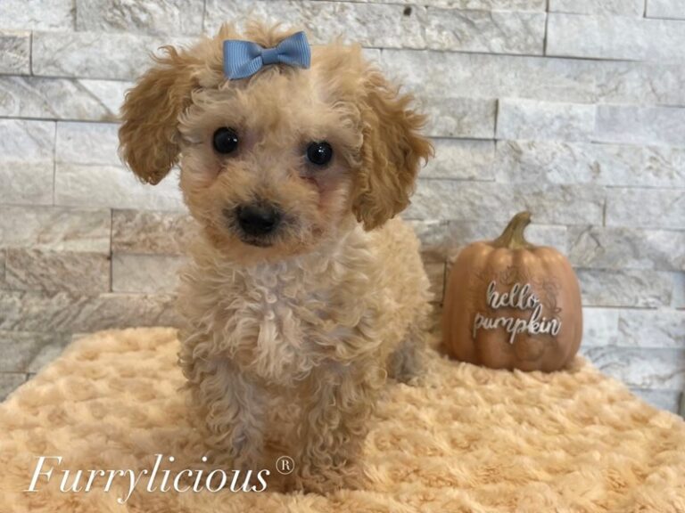 Tasha - Bichonpoo